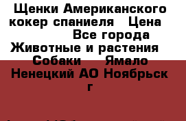 Щенки Американского кокер спаниеля › Цена ­ 15 000 - Все города Животные и растения » Собаки   . Ямало-Ненецкий АО,Ноябрьск г.